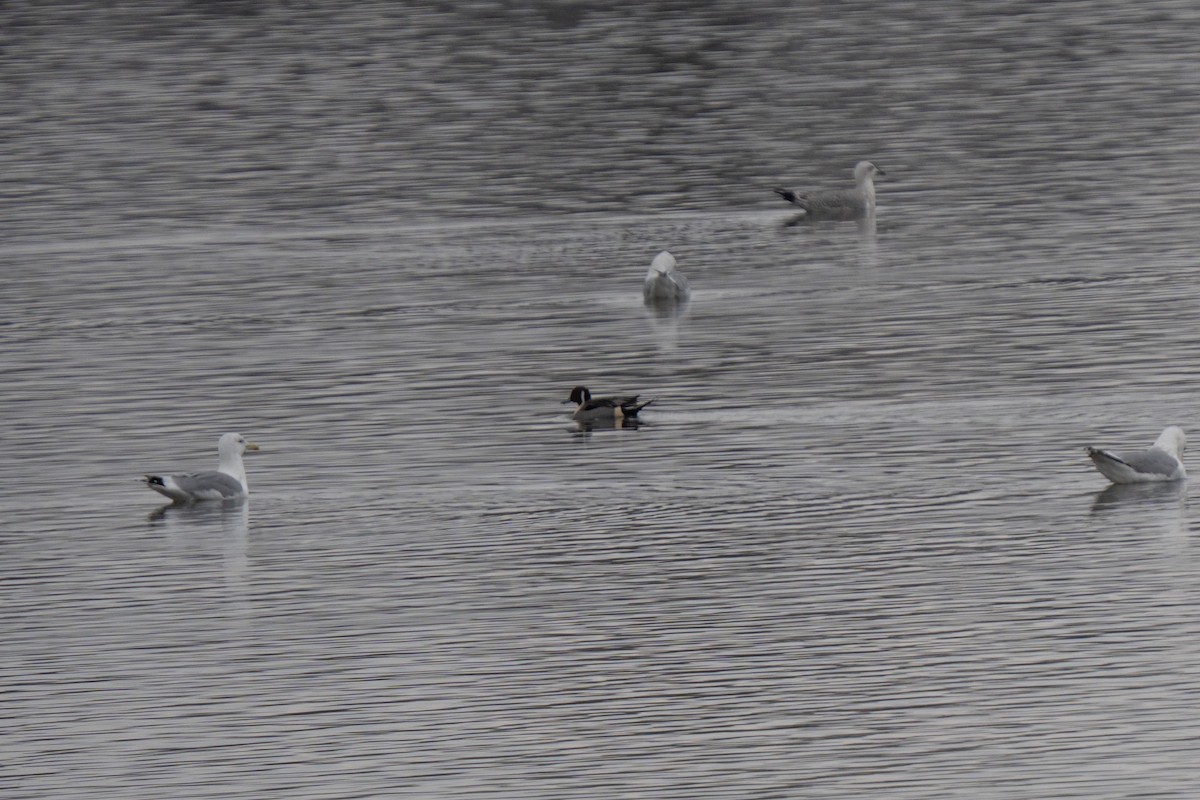 Canard pilet - ML645982431