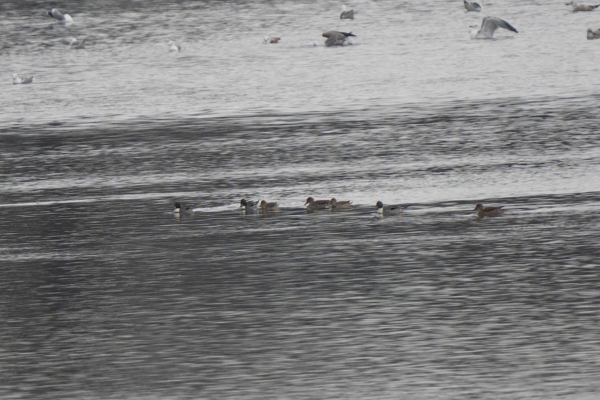 Canard pilet - ML645982432