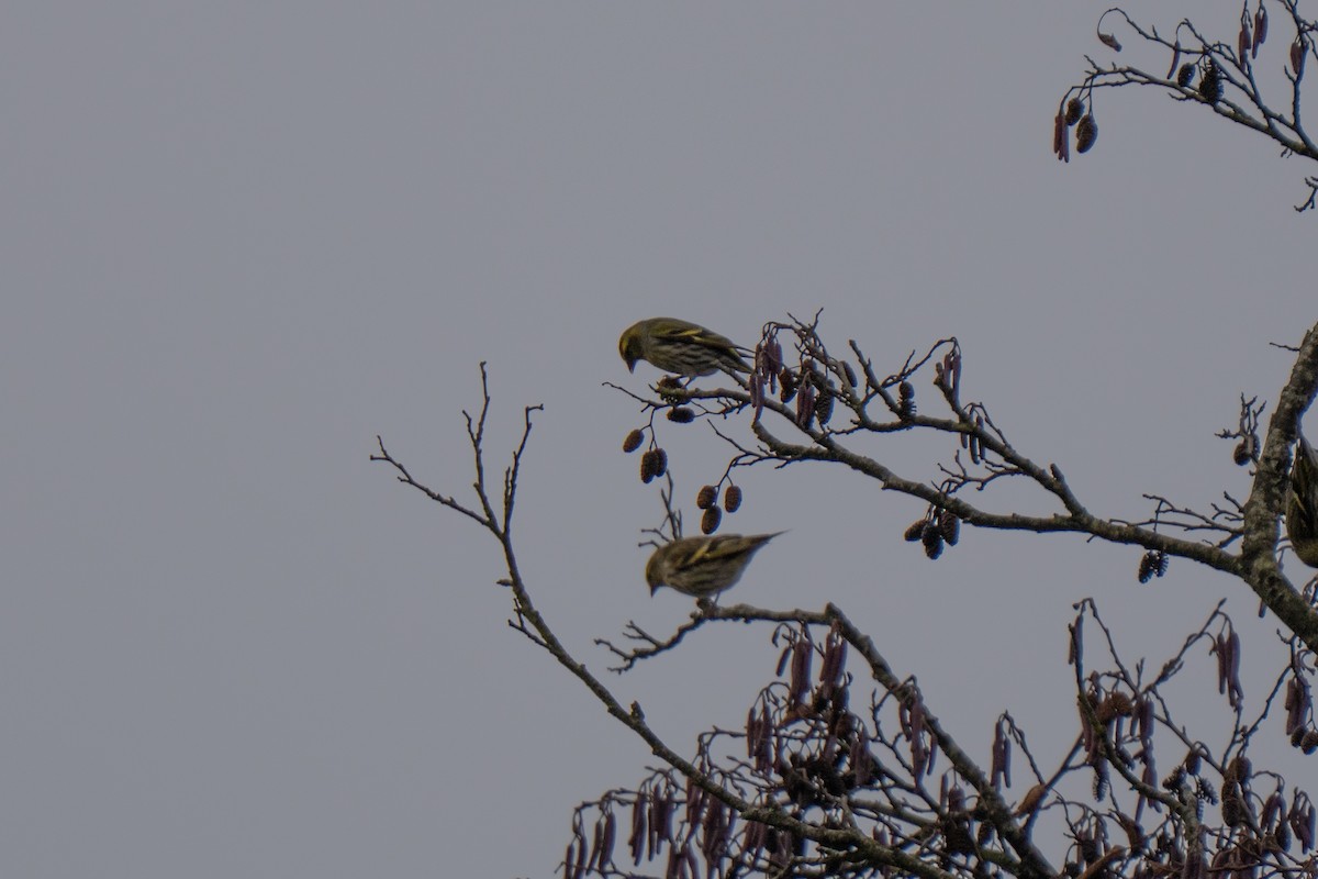 Tarin des aulnes - ML645982433