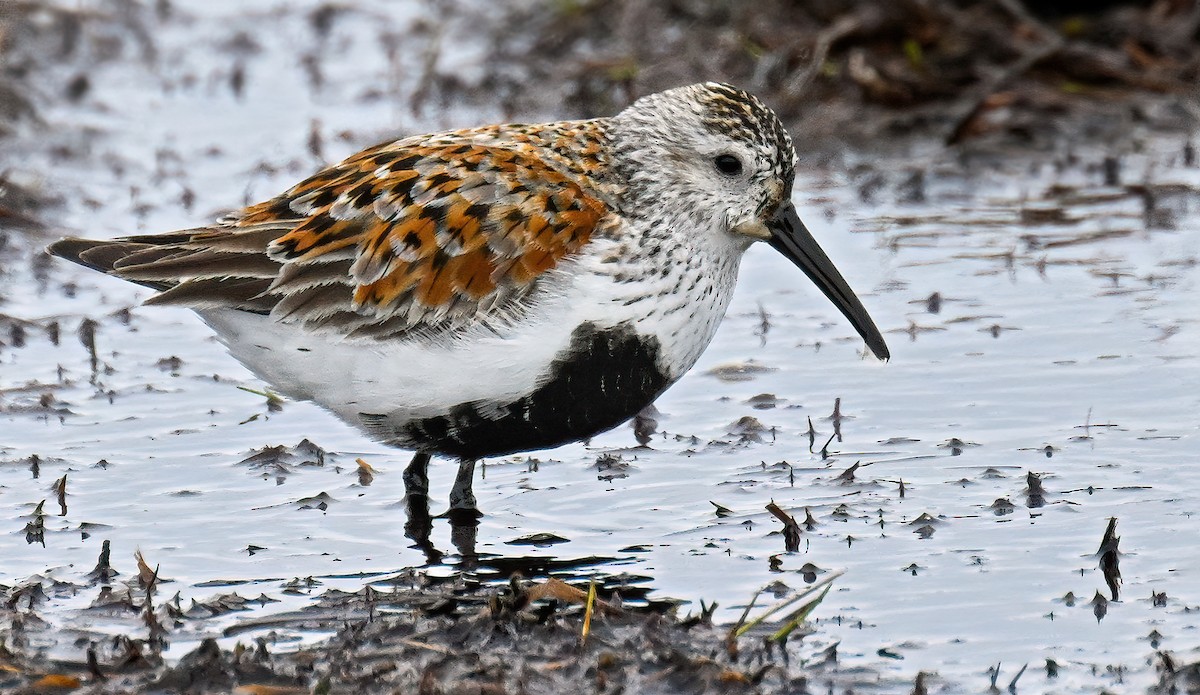 Bécasseau variable - ML645982434