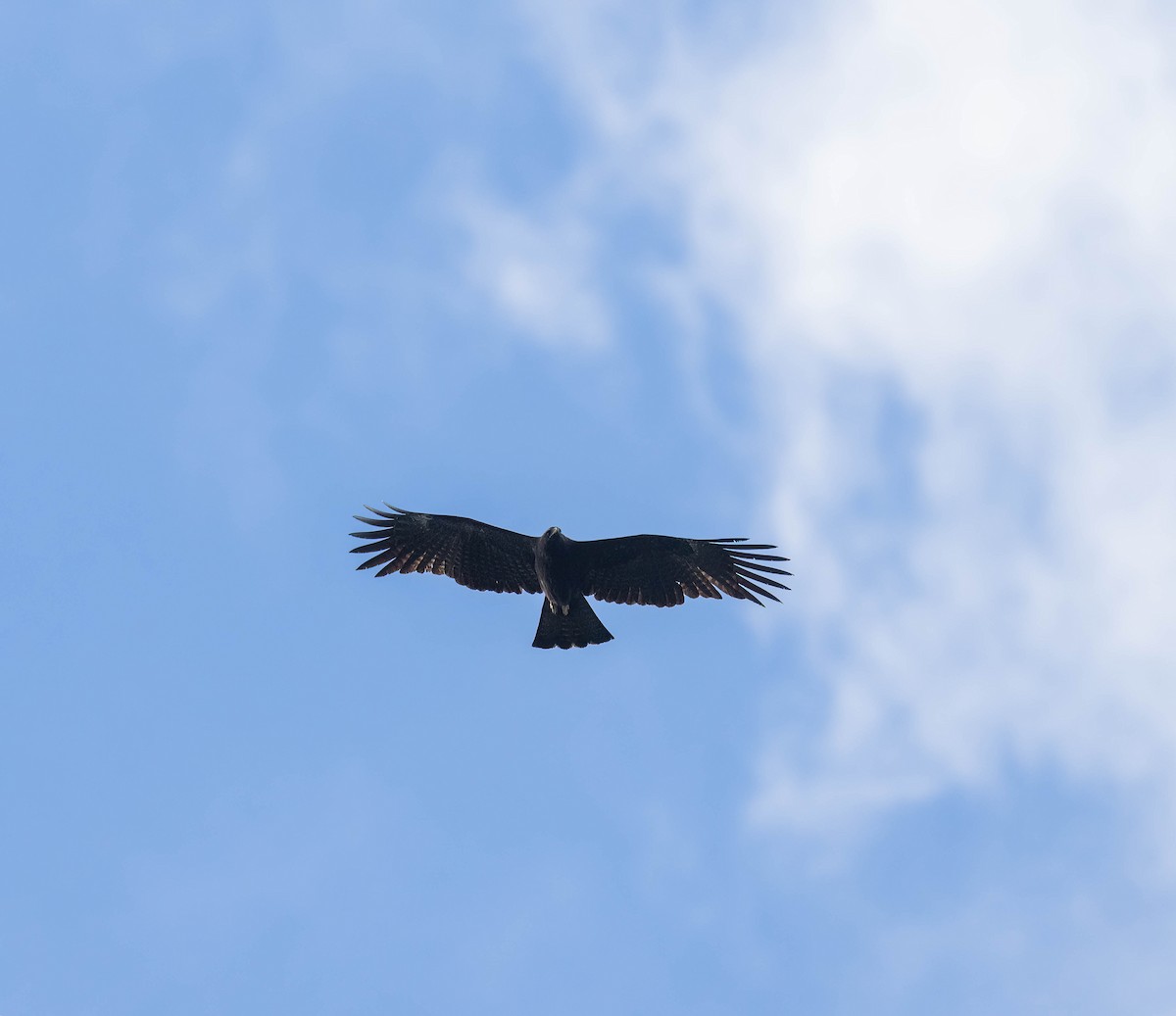 Aigle noir - ML645982436