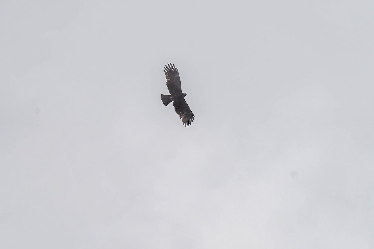 Aigle noir - ML645982437