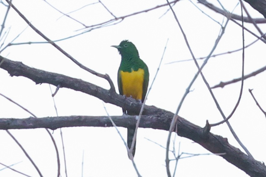 Coucou foliotocol - ML645982441