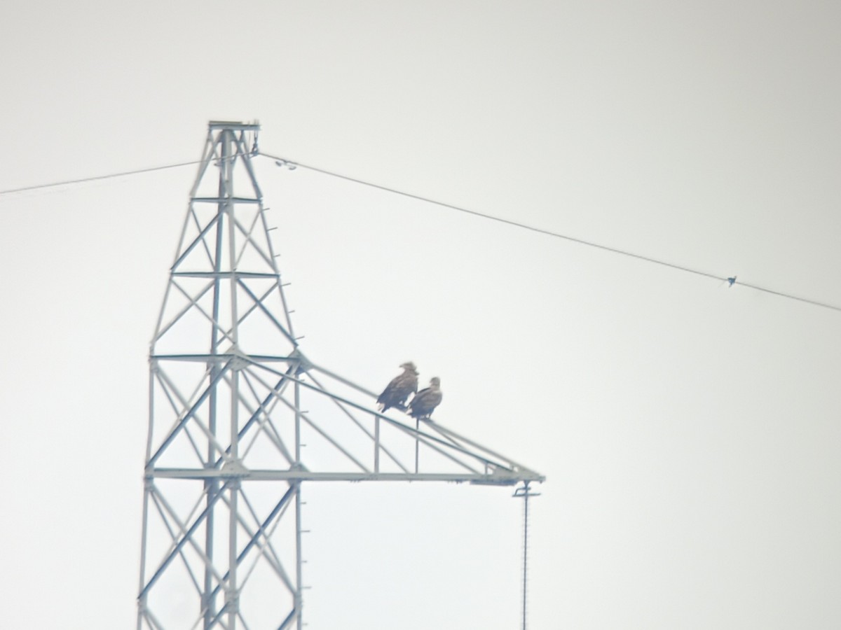 Pygargue à queue blanche - ML645982442