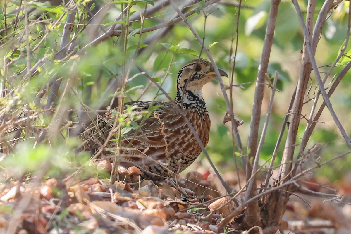 Francolin de Shelley - ML645982444