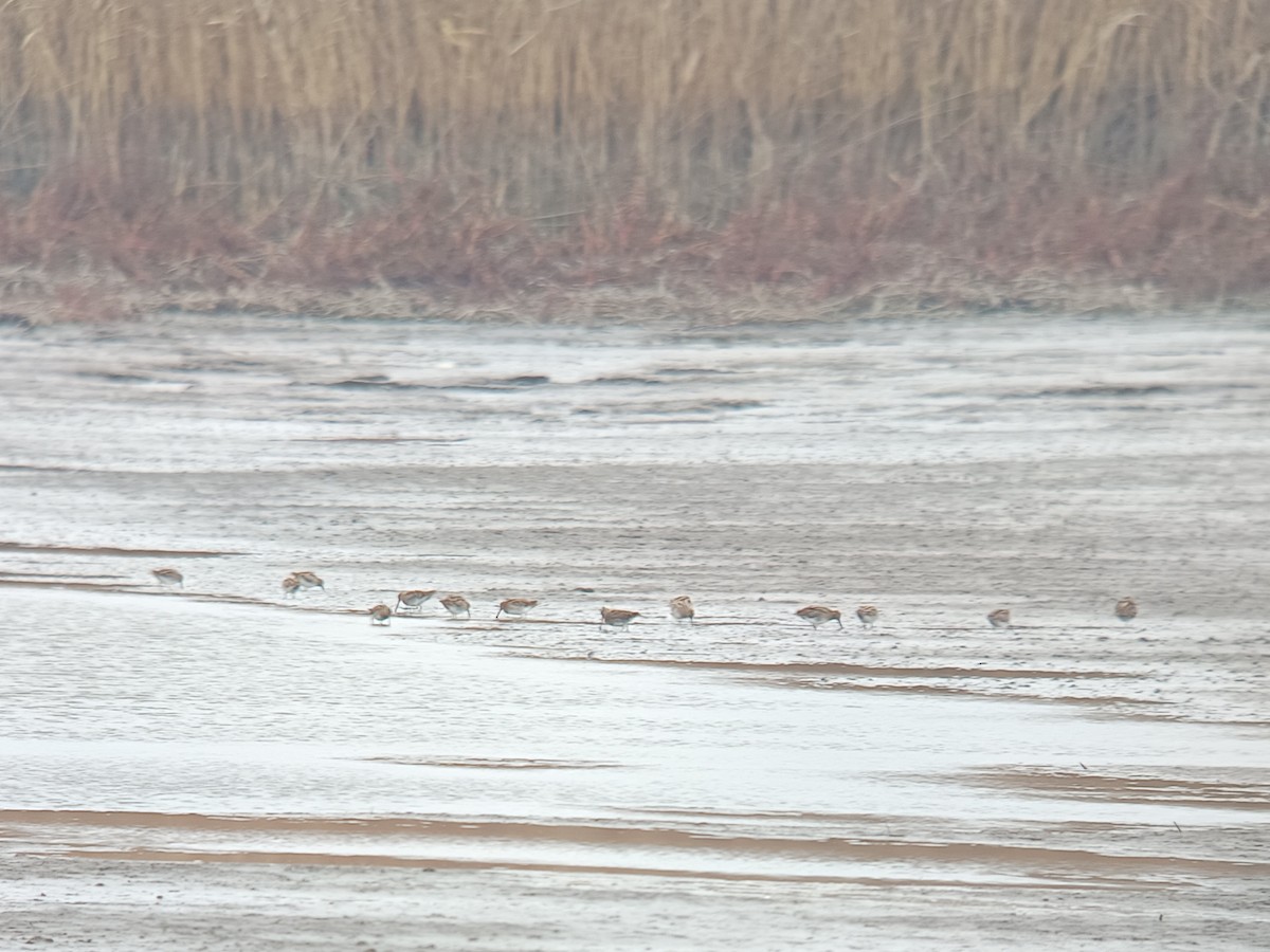 Bécassine des marais - ML645982448