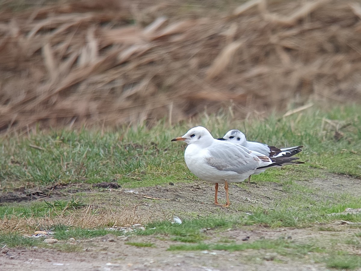 Mouette pygmée - ML645982449