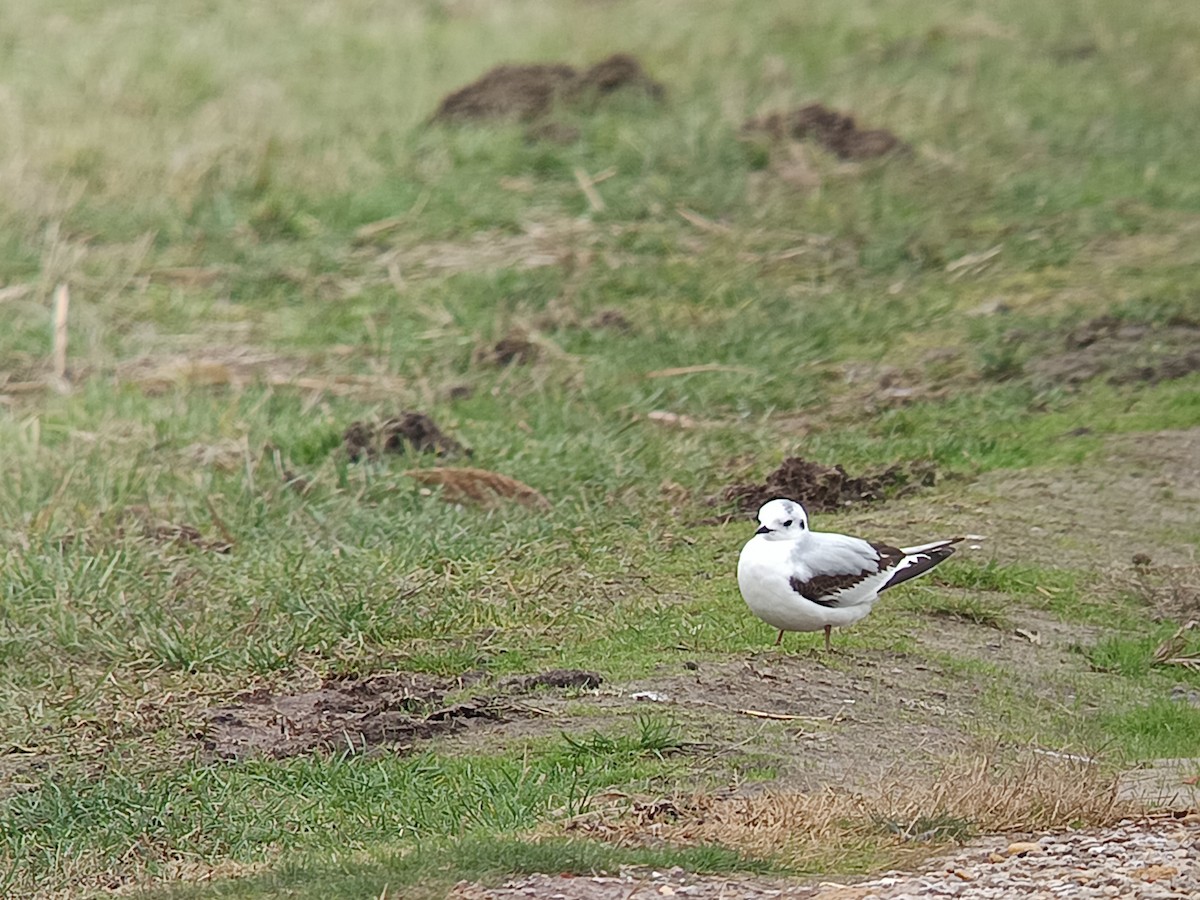 Mouette pygmée - ML645982450