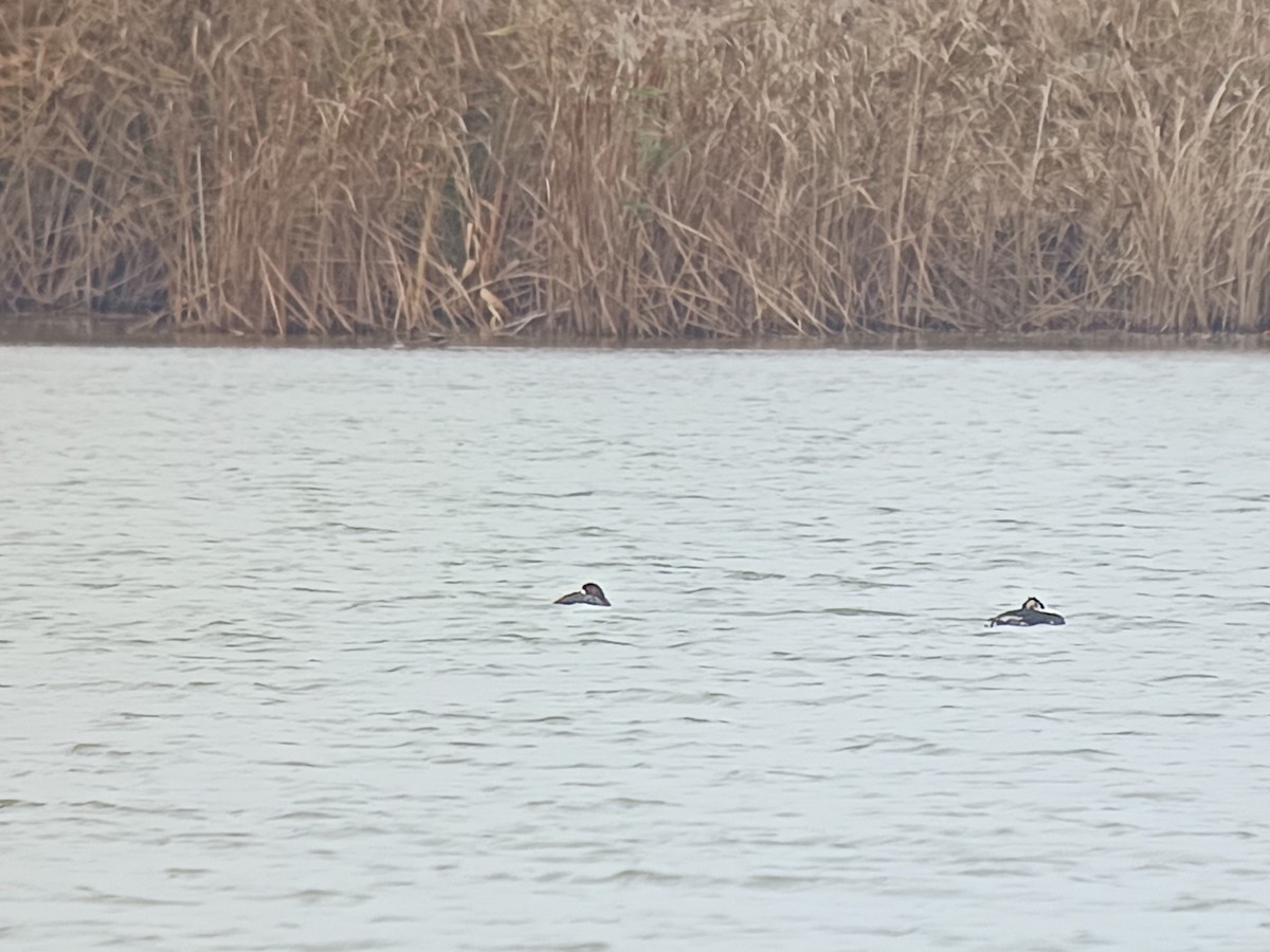 Fuligule milouinan - ML645982451