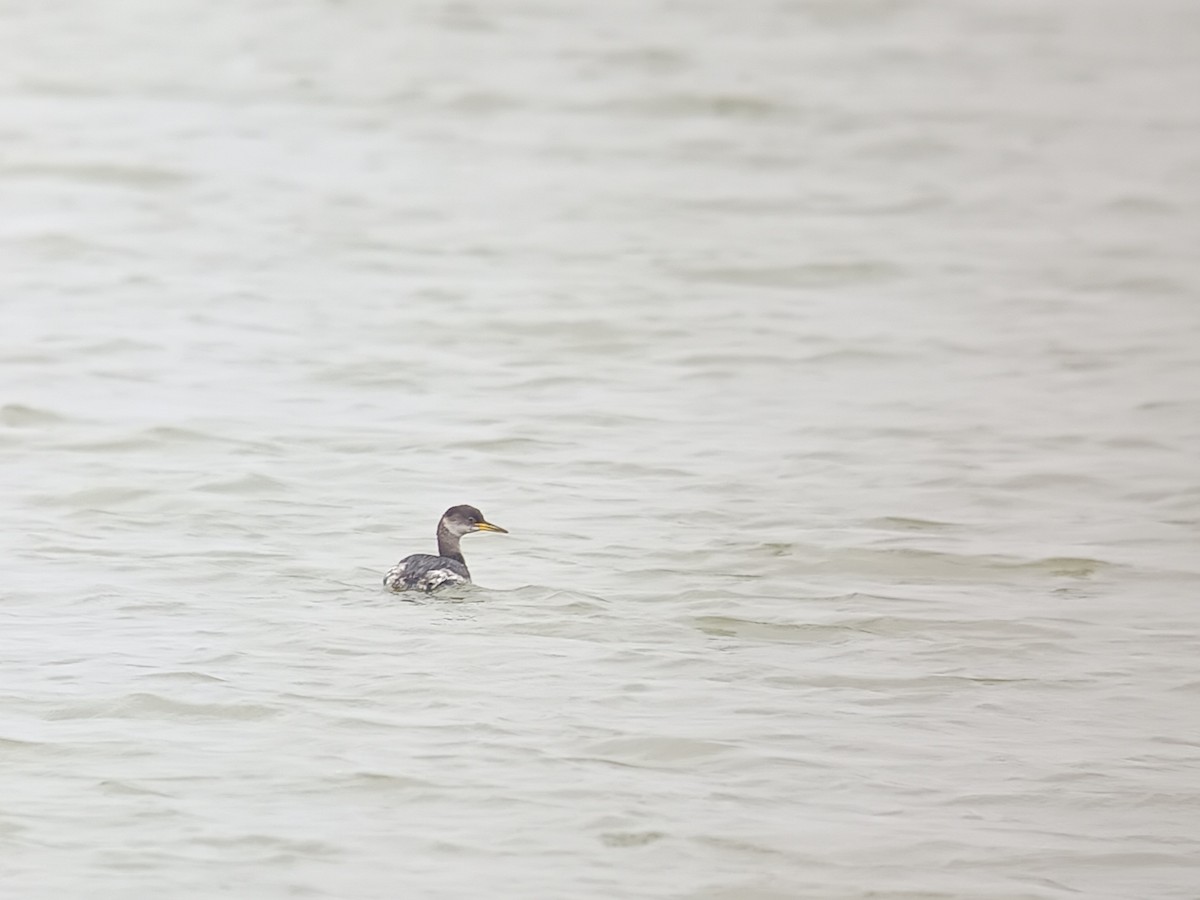 Somormujo Cuellirrojo - ML645982454