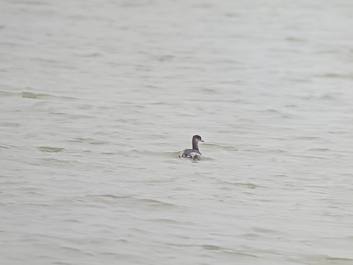 Somormujo Cuellirrojo - ML645982455