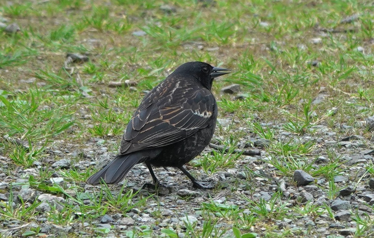 Red-winged Blackbird (Red-winged) - ML645982458