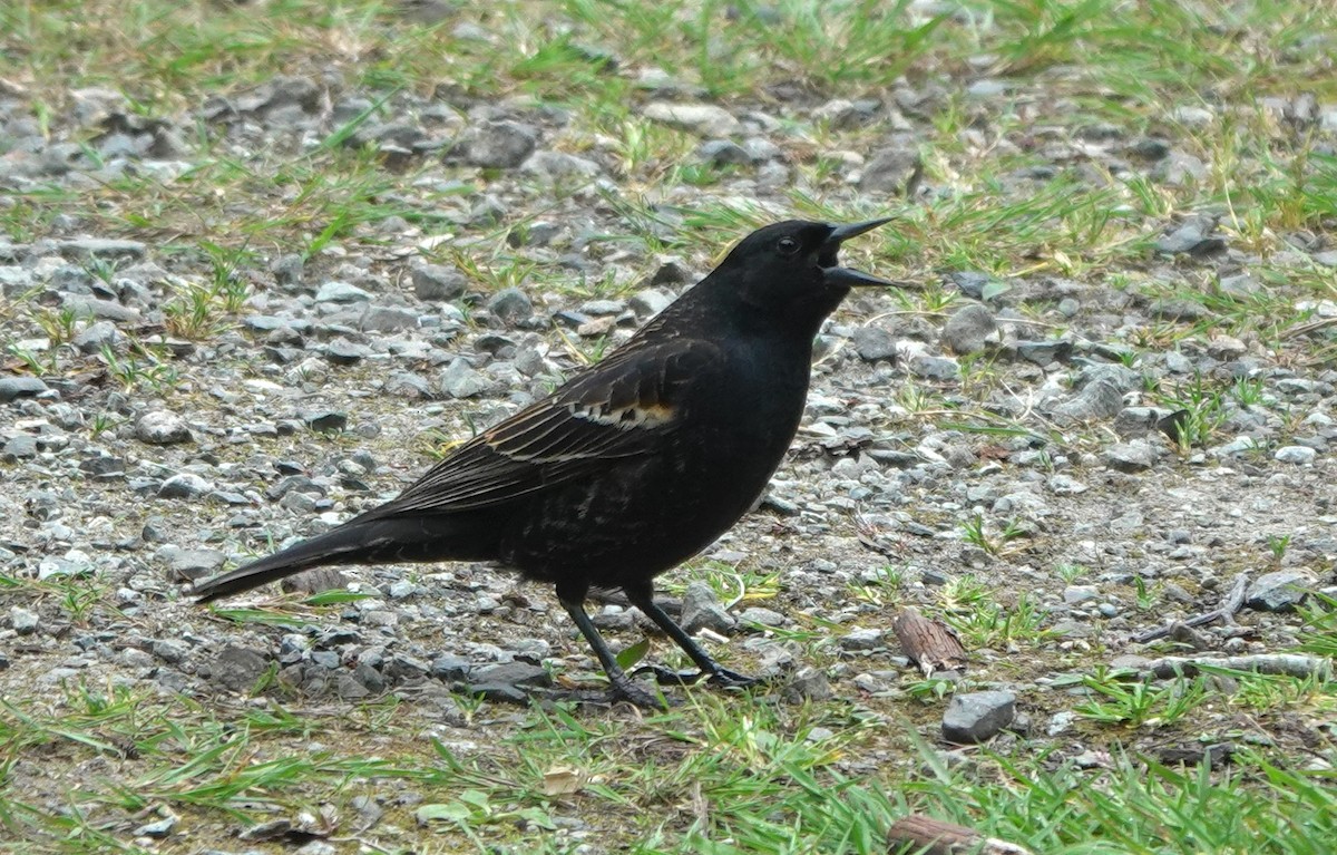 Red-winged Blackbird (Red-winged) - ML645982460