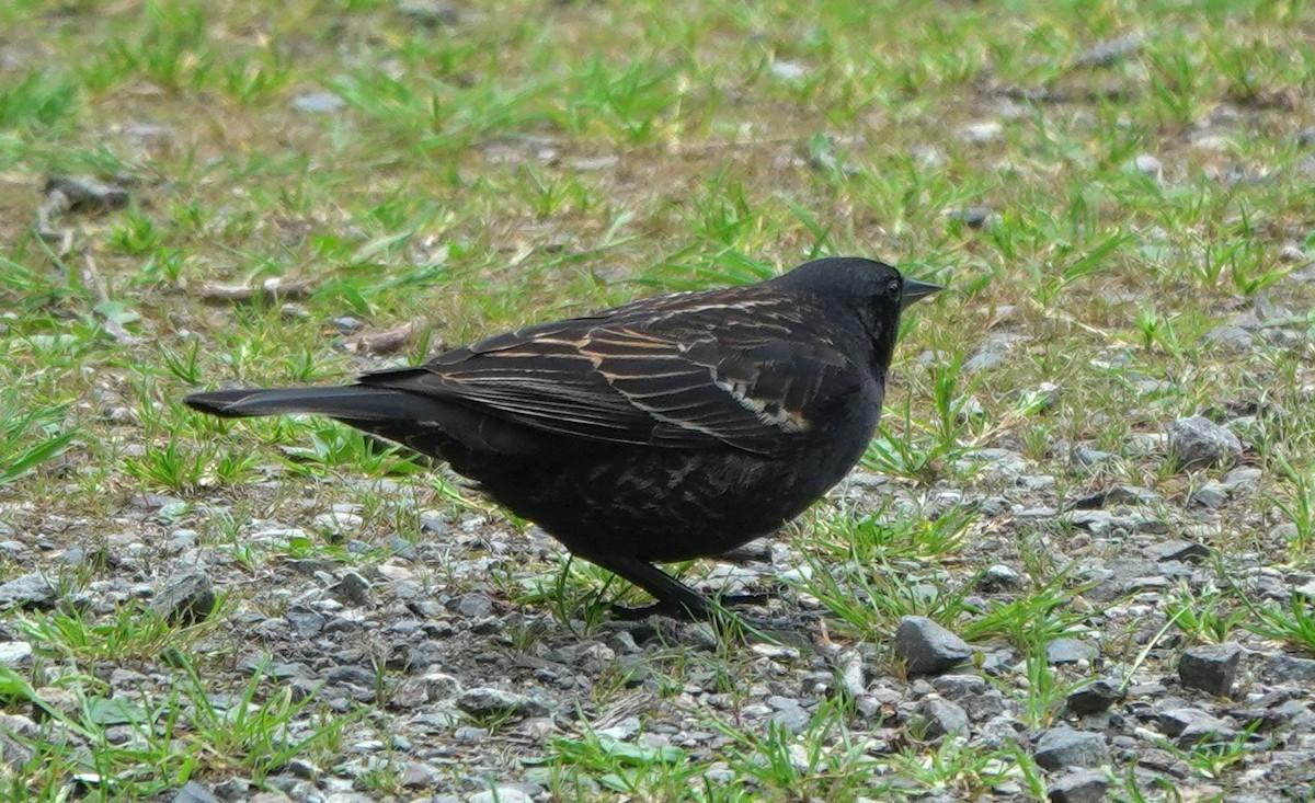 Red-winged Blackbird (Red-winged) - ML645982461
