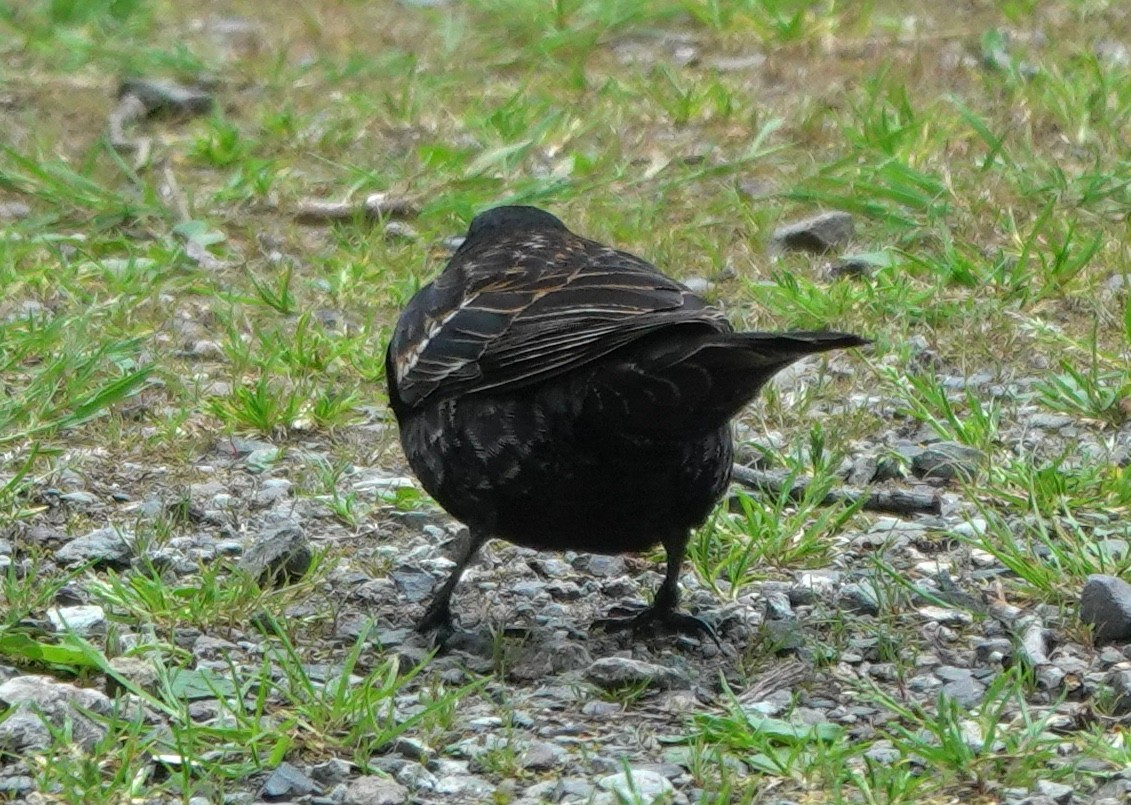 Red-winged Blackbird (Red-winged) - ML645982462