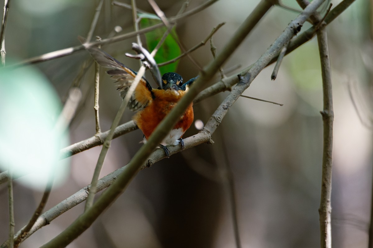 American Pygmy Kingfisher - ML645982464