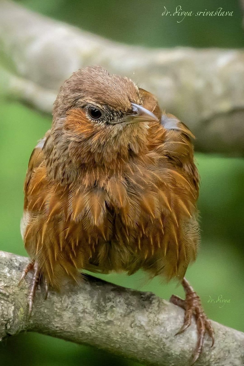 brunørelattertrost - ML645982470