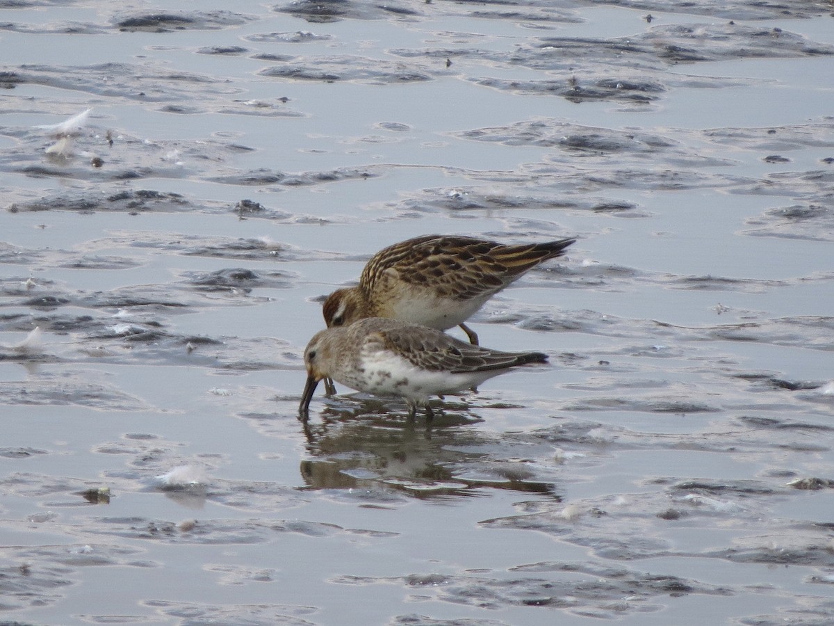 Побережник чорногрудий - ML645982471