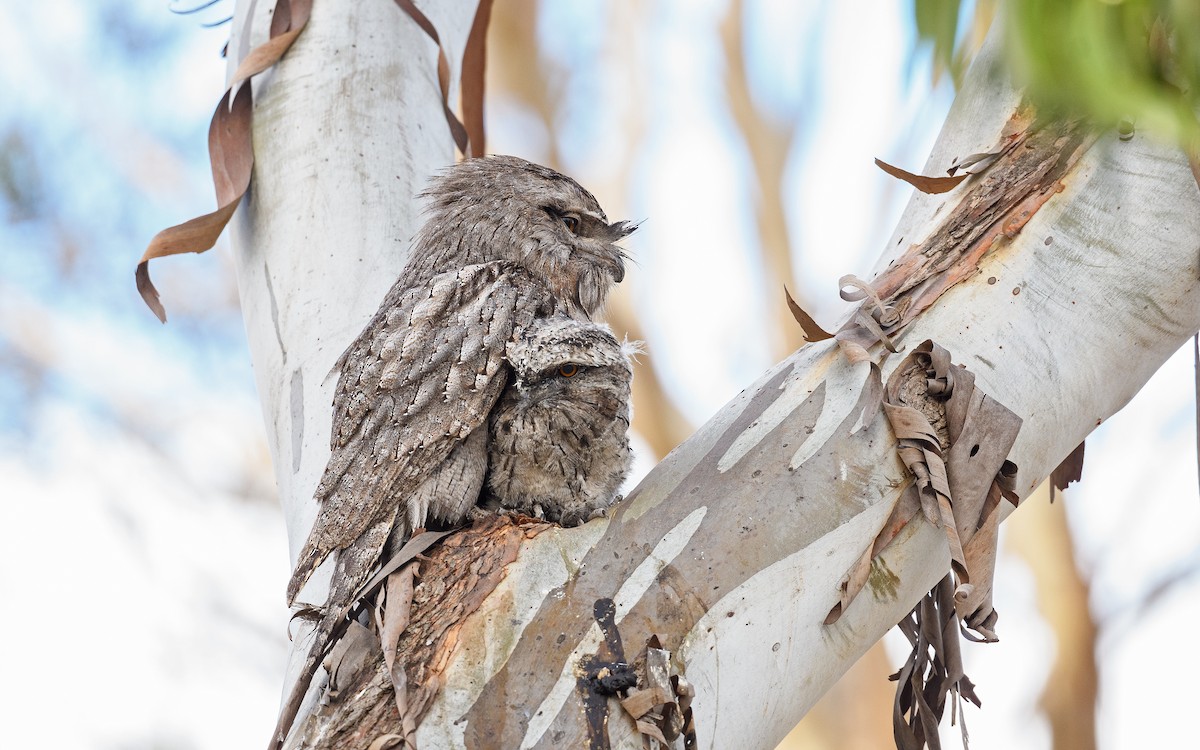 Tawny Frogmouth - ML645982473