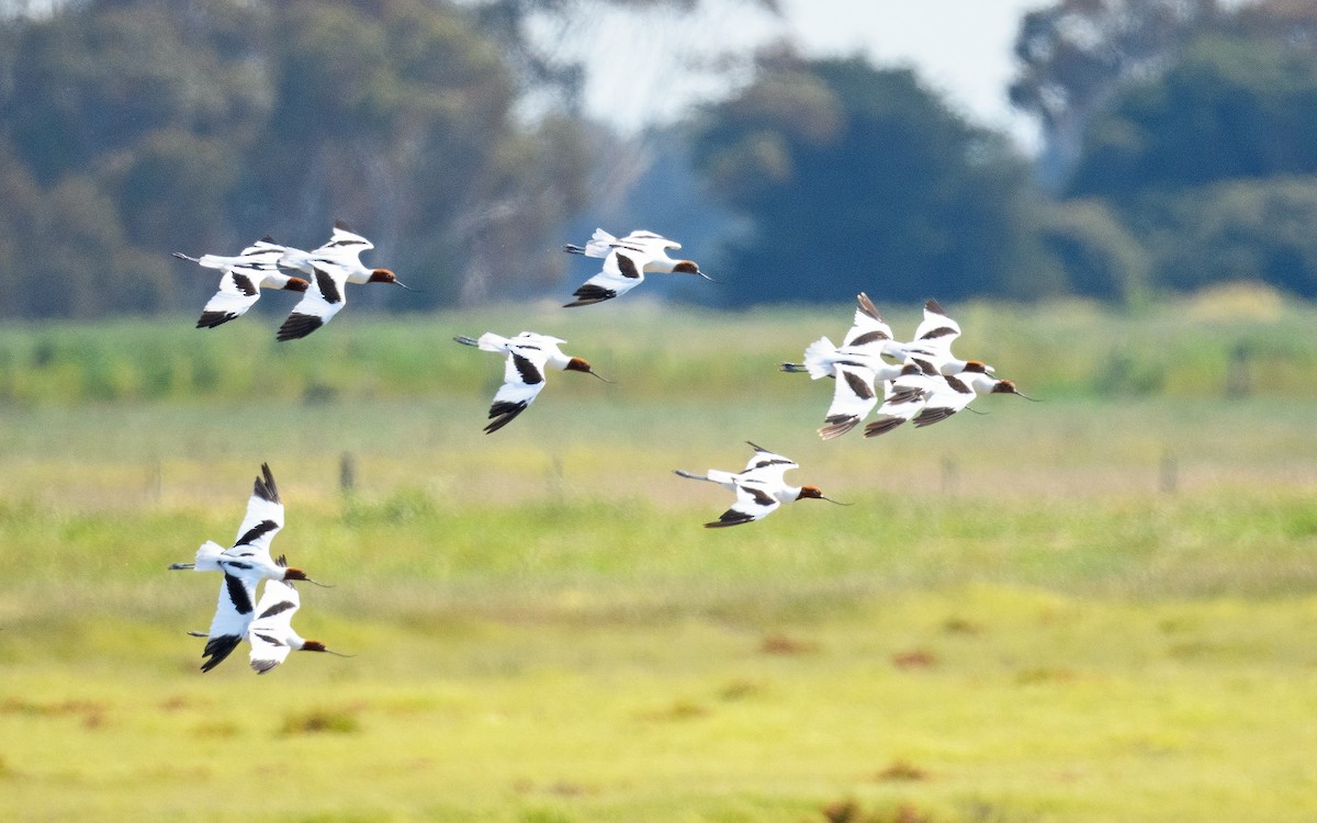 Red-necked Avocet - ML645982474