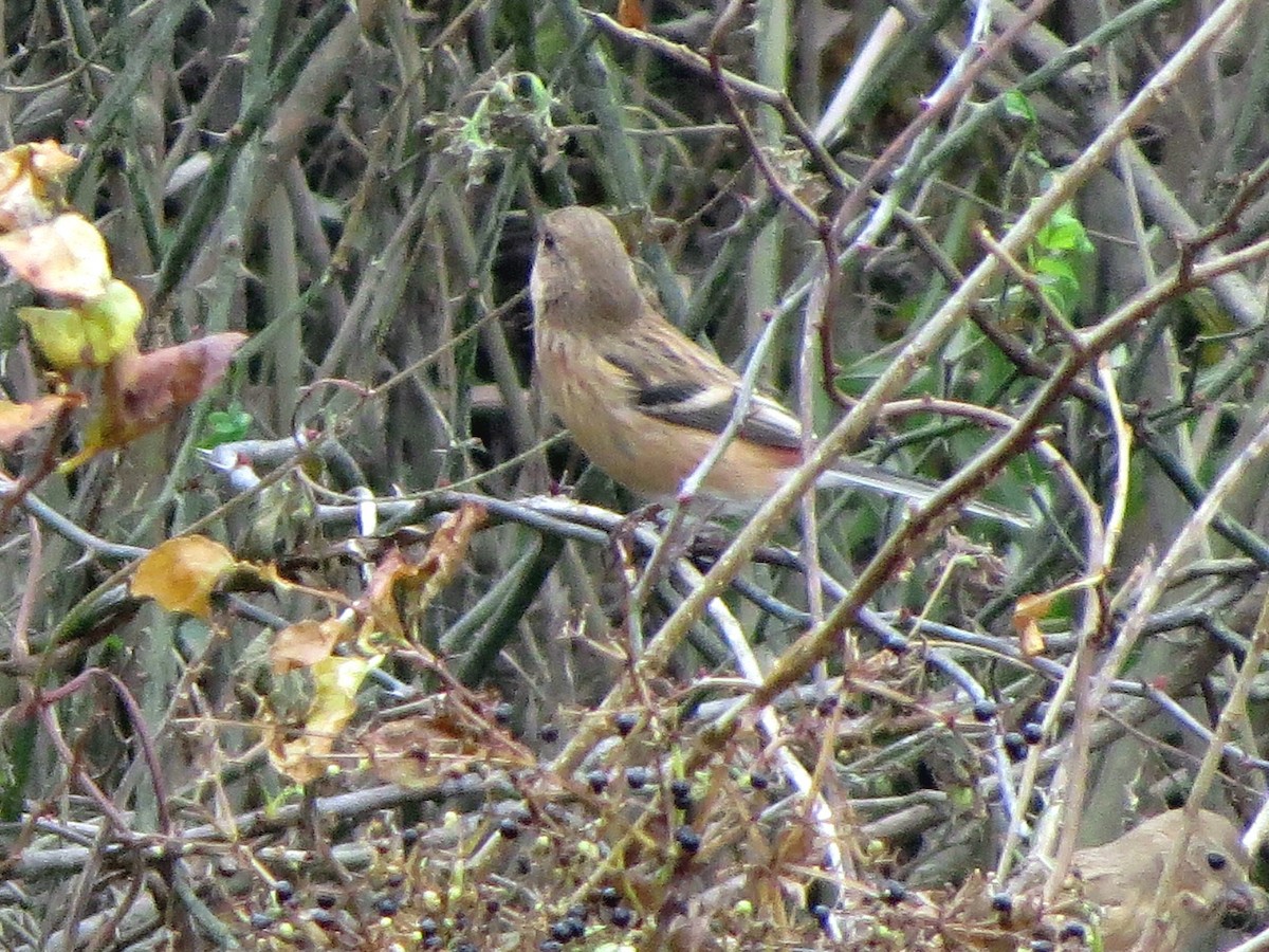 Урагус - ML645982475