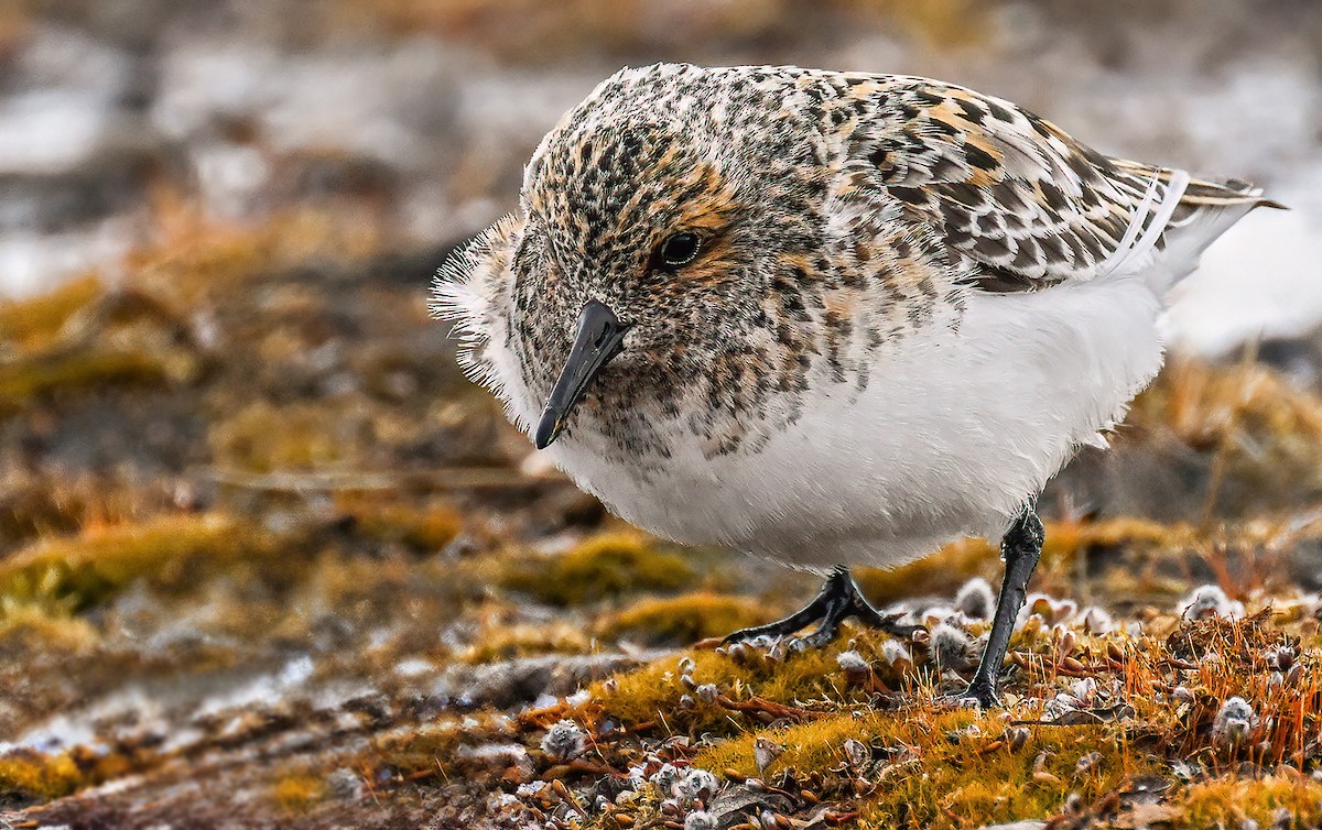Sanderling - ML645982477