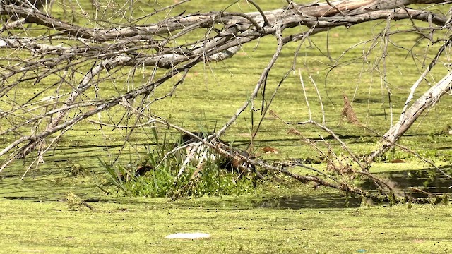 Чомга - ML645982480