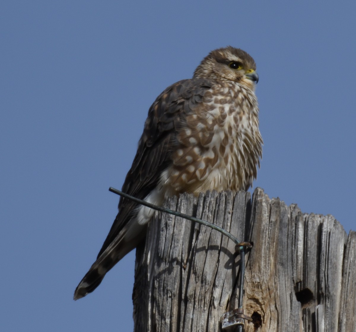 Merlin - ML645982481