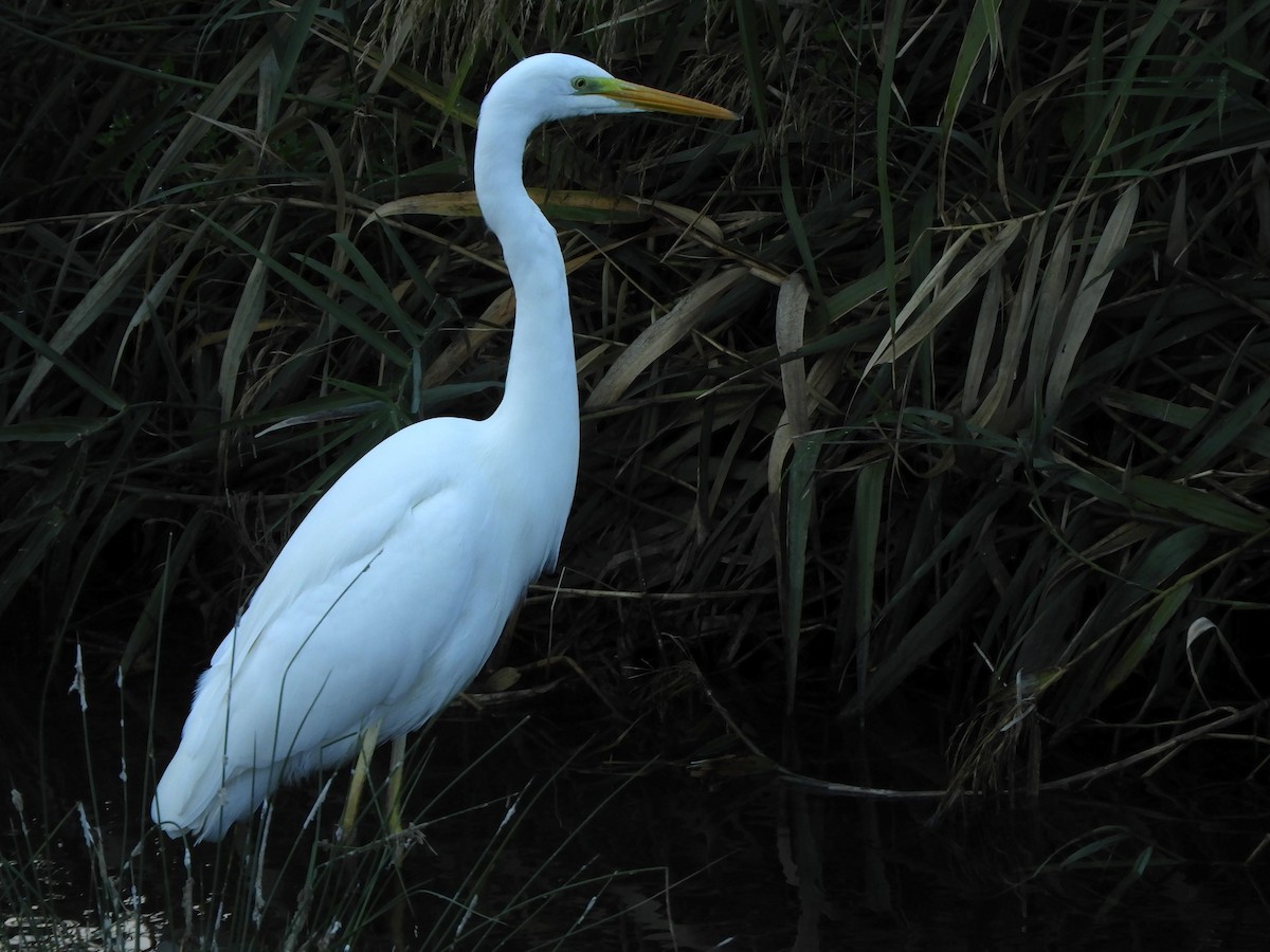 Чапля велика - ML645982482