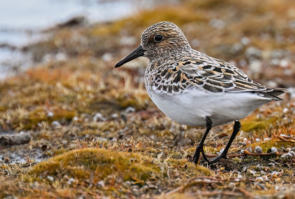 Sanderling - ML645982483