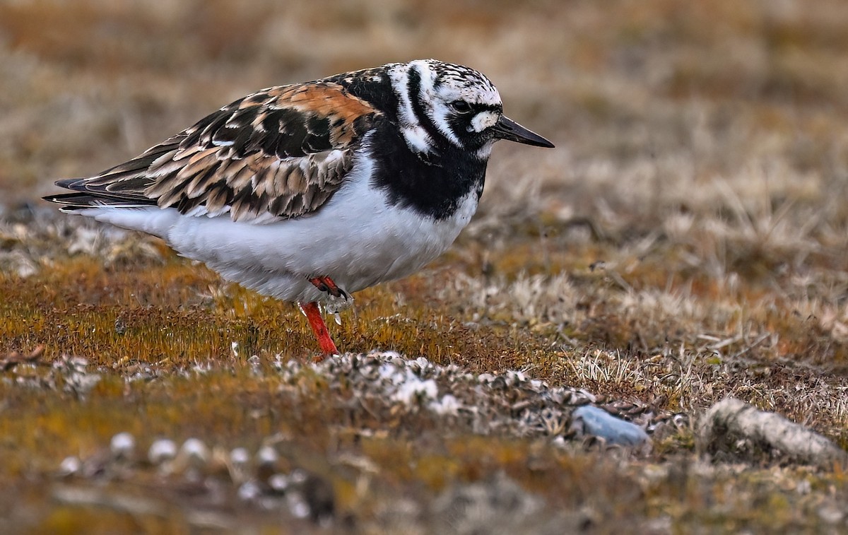 Ruddy Turnstone - ML645982498