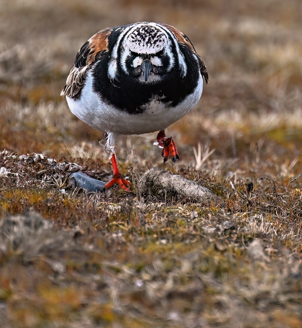 Ruddy Turnstone - ML645982499