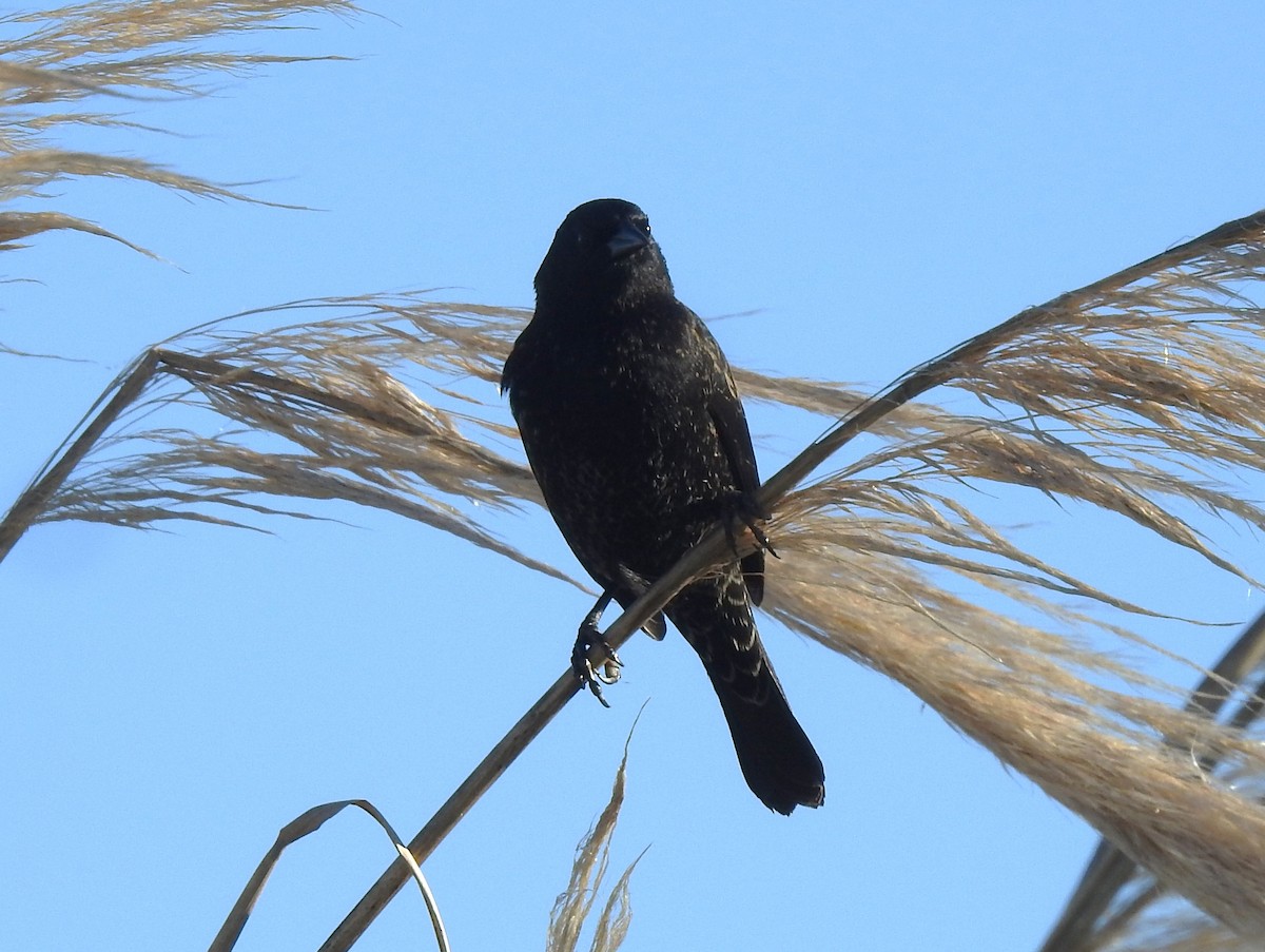 Yellow-winged Blackbird - ML645982500