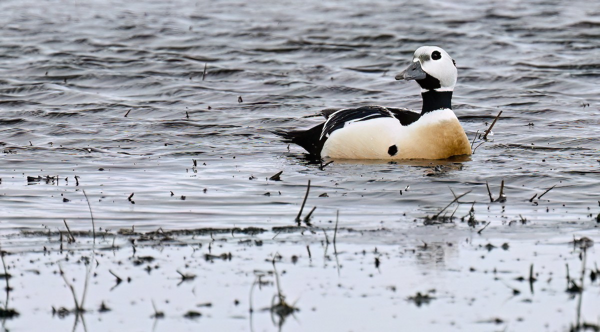 Steller's Eider - ML645982502