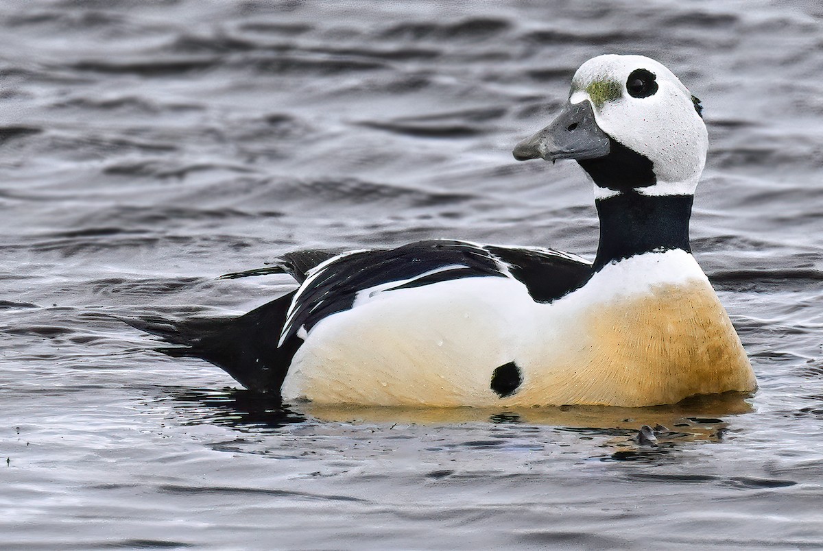 Steller's Eider - ML645982504