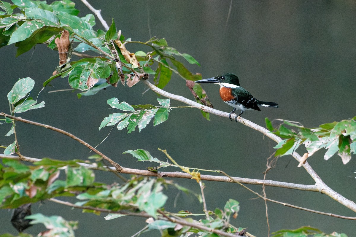 Green Kingfisher - ML645982505