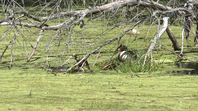 Чомга - ML645982513