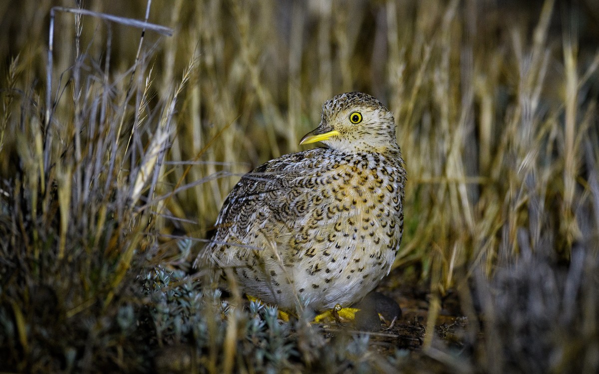 Plains-wanderer - ML645982515