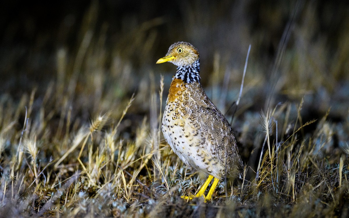 Plains-wanderer - ML645982516
