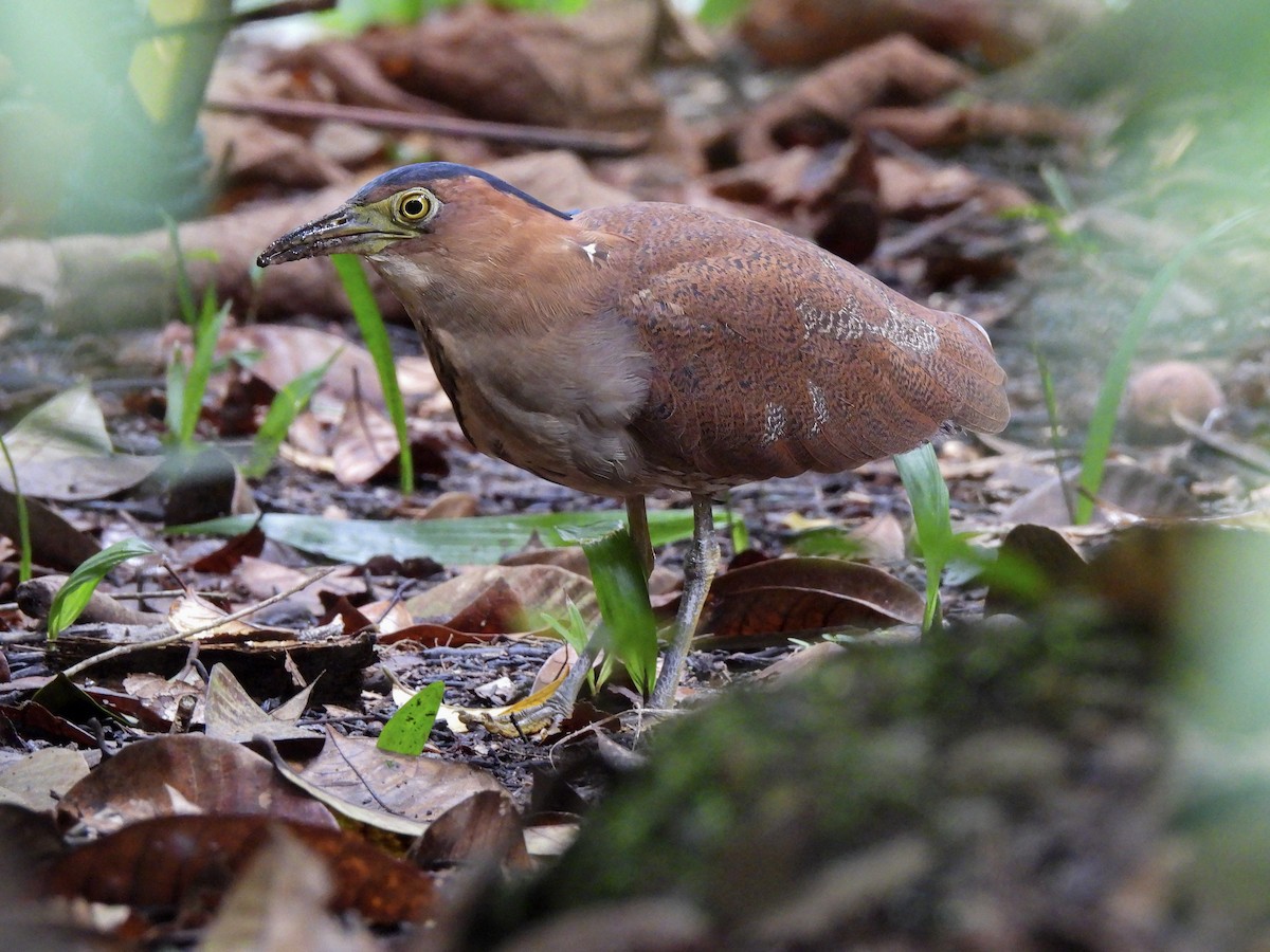 duskdverghegre - ML645982521