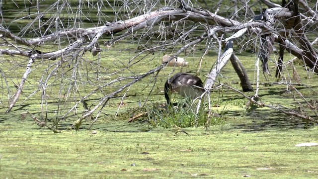 Чомга - ML645982558