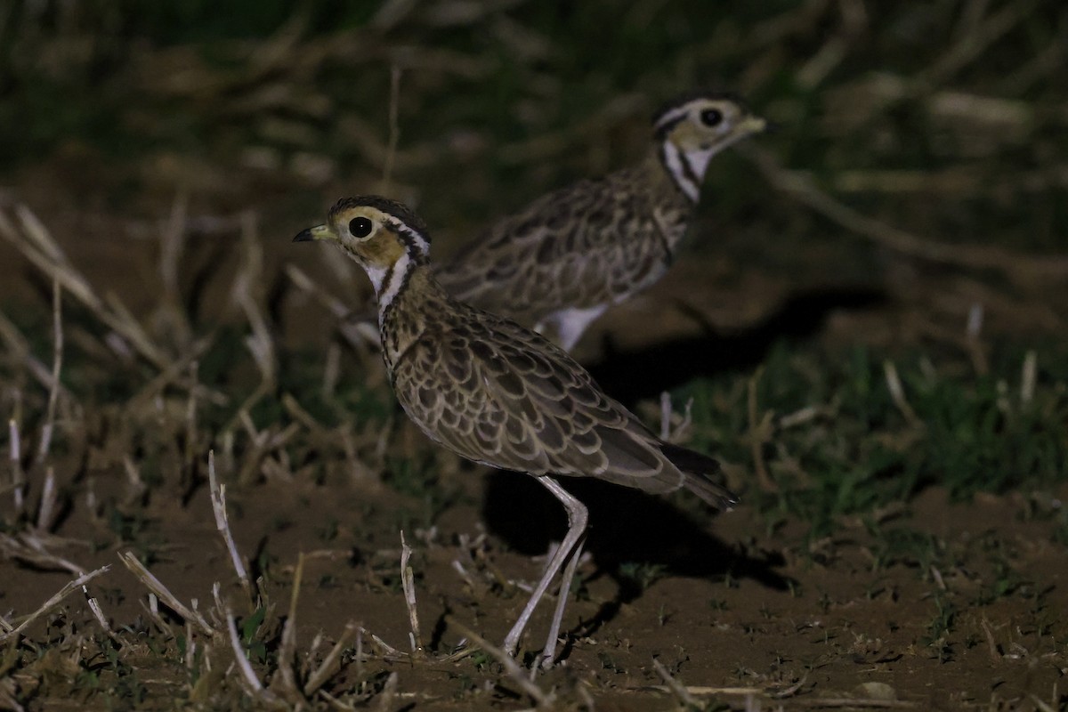 Courvite à triple collier - ML645982561