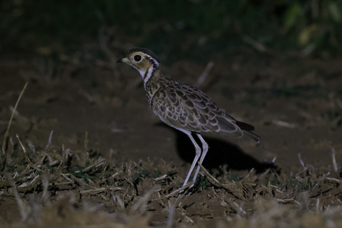 Courvite à triple collier - ML645982562