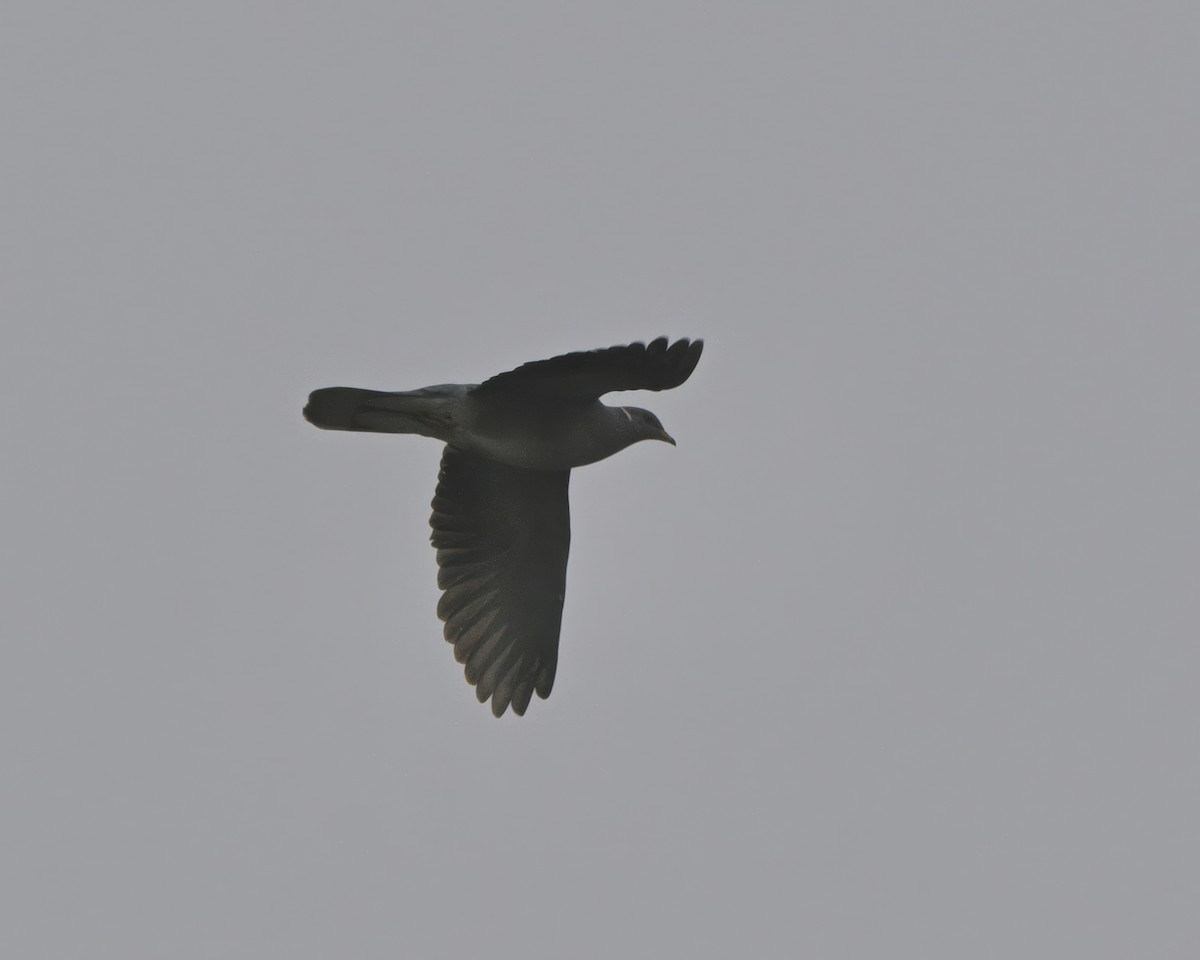 Band-tailed Pigeon - ML645982572