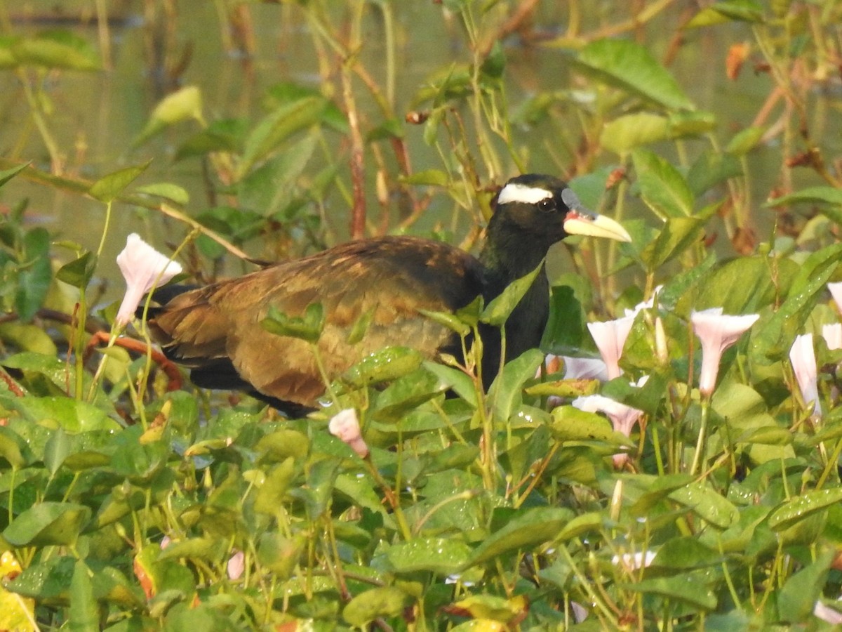 Bronze-winged Jacana - ML645982573