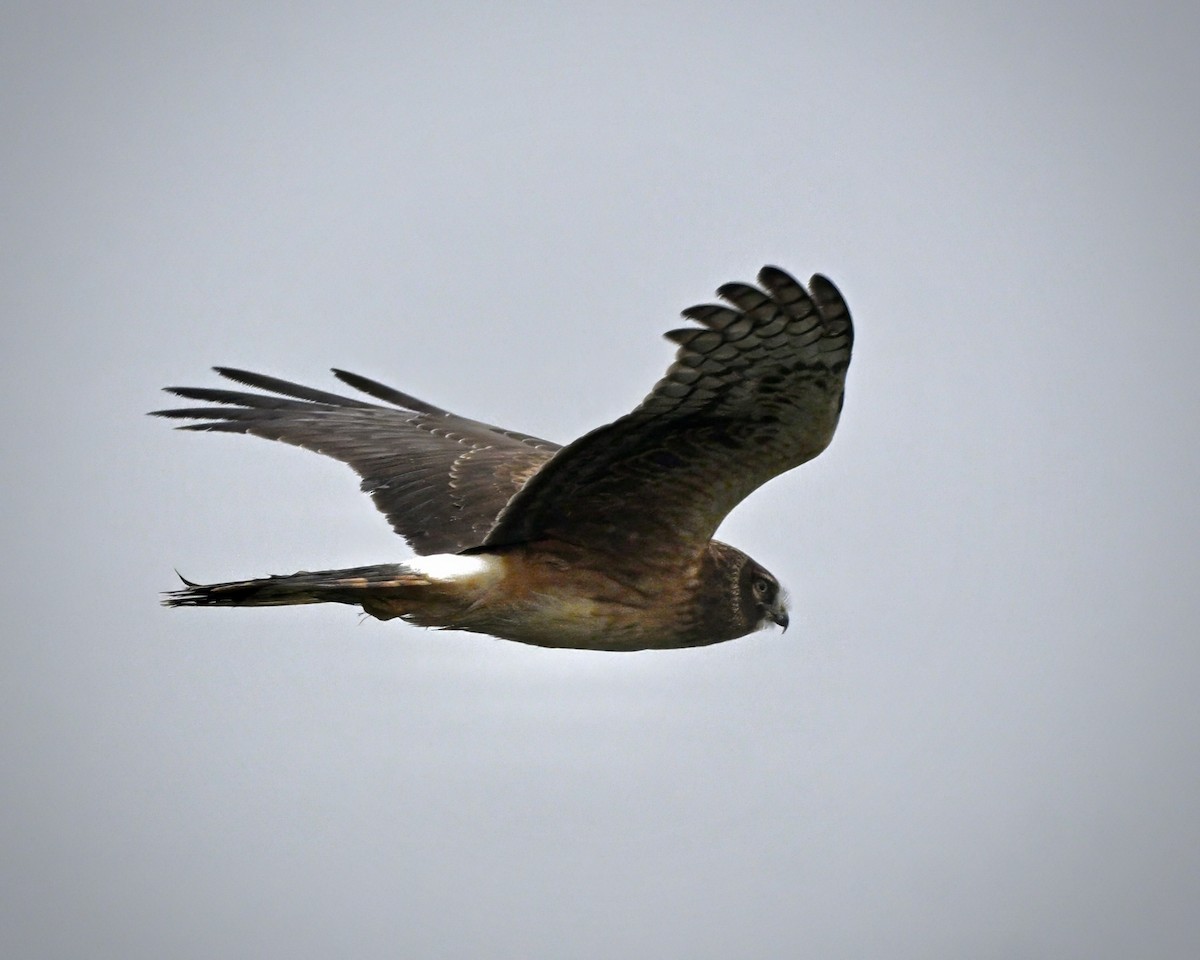 mørkmyrhauk - ML645982591