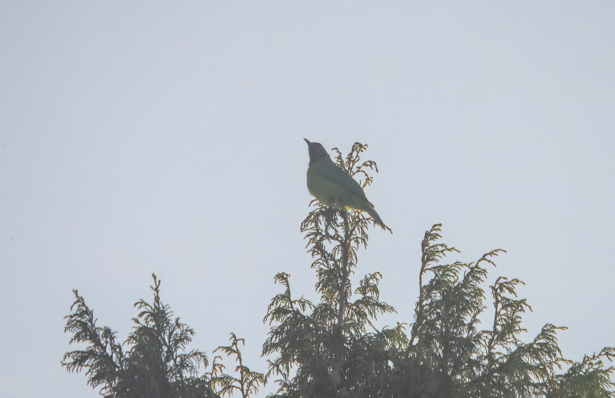 gyllenpannebladfugl - ML645982596