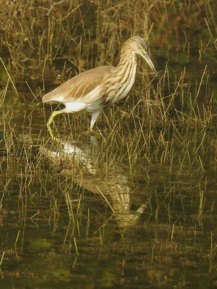 Indian Pond-Heron - ML645982614