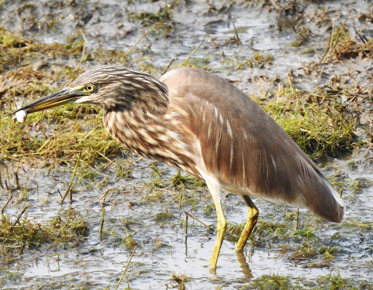Indian Pond-Heron - ML645982615