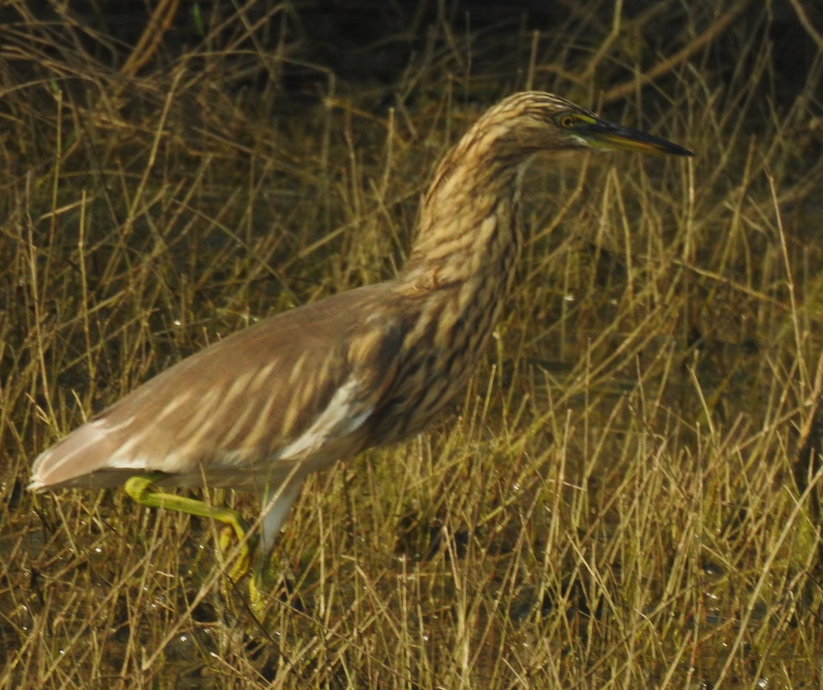 Indian Pond-Heron - ML645982616